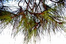 Pine Needle Background