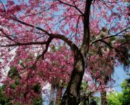 Pink Blooms On A Tree