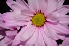 Pink Flora Macro Daisy Blooms Love
