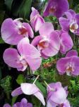 Pink Orchid Flower Blossom