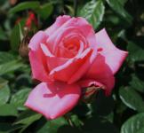 Pink Rose And Bud