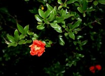 Pomegranate Flower And Leaves