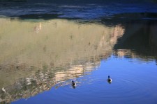 Ponds With Ducks