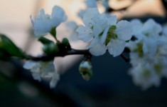 Prune Blossoms
