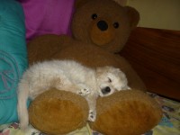 Puppy With Teddy