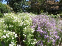 Purple And White Asters