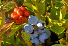 Cornus Canadensis And Blueberries