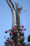 Rambling Rose On Tree Trunk Support