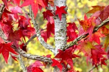 Red Leaves On Silver Tree