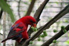 Red Parrot Eating The Fruit On The