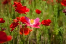 Red Poppy Flower Field