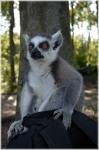 Ring-tailed Lemur 13
