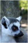Ring-tailed Lemur 14