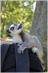Ring-tailed Lemur 17