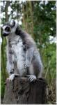 Ring-tailed Lemur 21