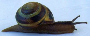 Snail With House