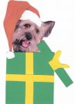 Skye Terrier In Gift Box