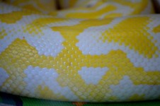 Snake Skin