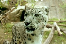 Snow Leopard Portrait