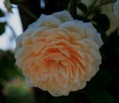 Soft Apricot Rose