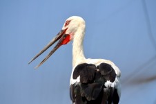 Stork (b)