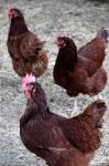 Three Brown Farm Chickens