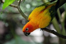 Tiger Parrot From The Tree
