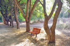 Tree Lane With Bench