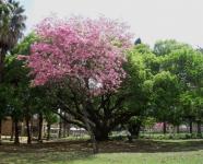 Tree With Pink Flowers