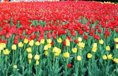 Tulips In Moscow