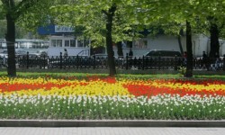 Tulips In Moscow