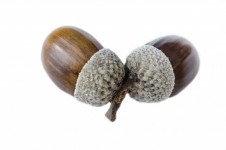 Two Acorns On A White Background