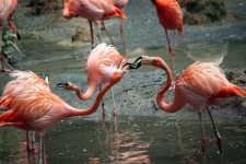 Two Flamingo Fighting For The Food