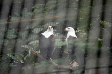Two White Head Eagle Inside Cage