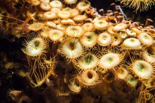 Underwater Plant