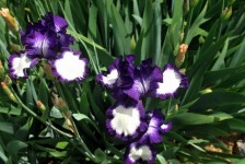 Variegated Purple Iris