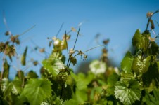Vineyard Farm In Spring