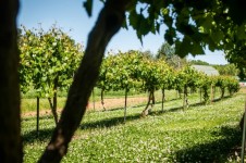 Vineyard Farm In Spring