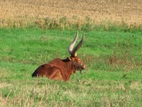 Watusi Wild Cattle