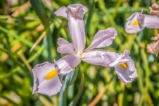 White Iris In Garden
