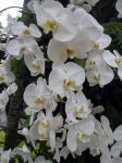 White Orchid Flower In Blossom
