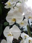 White Orchid Flower In Blossom