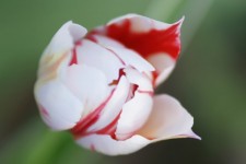 White Red Tulip