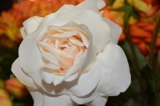 White Rose Petals Faith Love