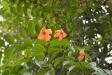 Wild Orange Flowers