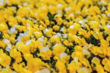 Yellow Petunia Flowers
