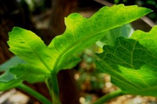 Young Green Fig Leaves