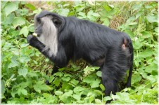 Lion-tailed Macaque 1