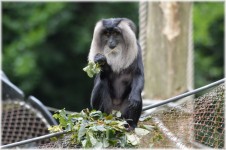 Lion-tailed Macaque 2