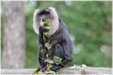 Lion-tailed Macaque 5